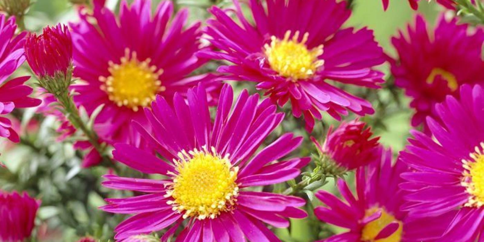 Plante : ASNOCRBR