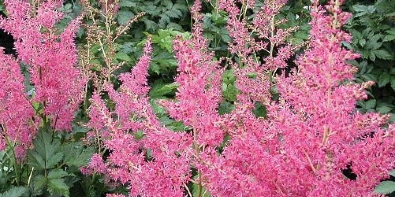 Plante : ASRH