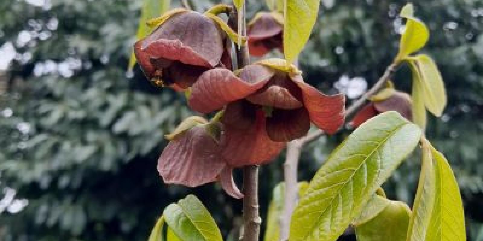 Plante : ASTRSUDE