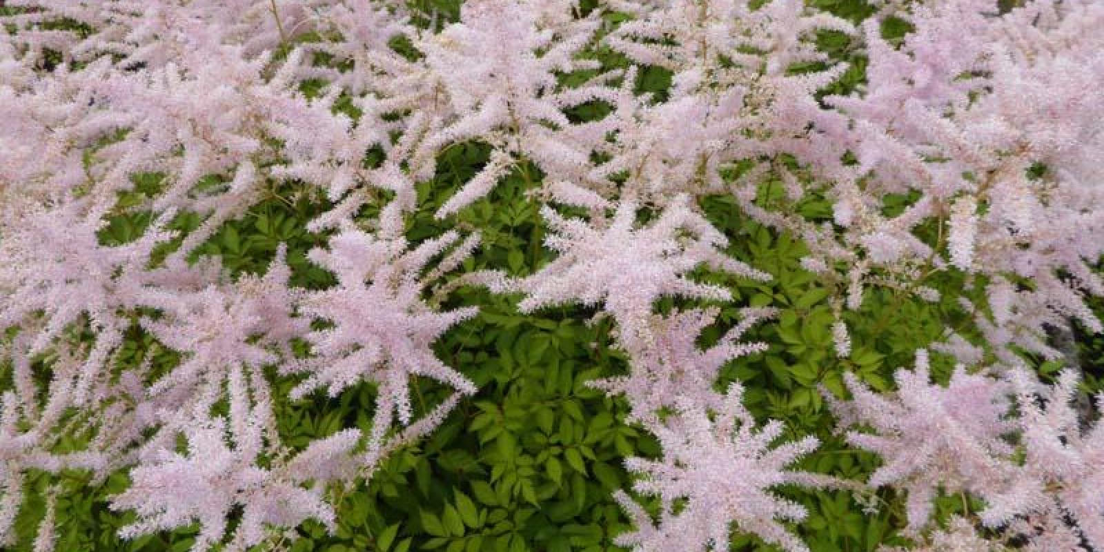 Plante : ASWA