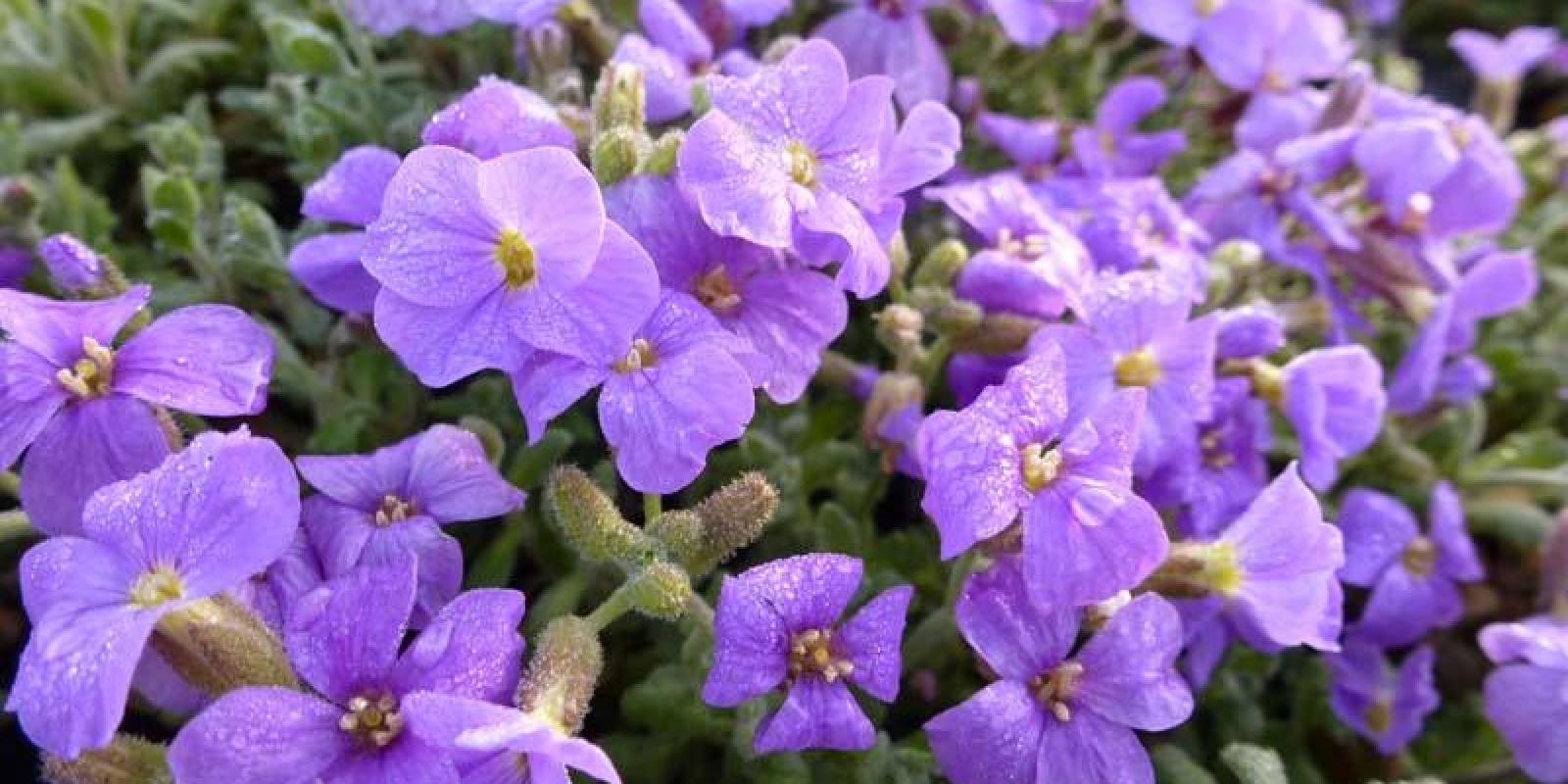 Plante : AUCABL
