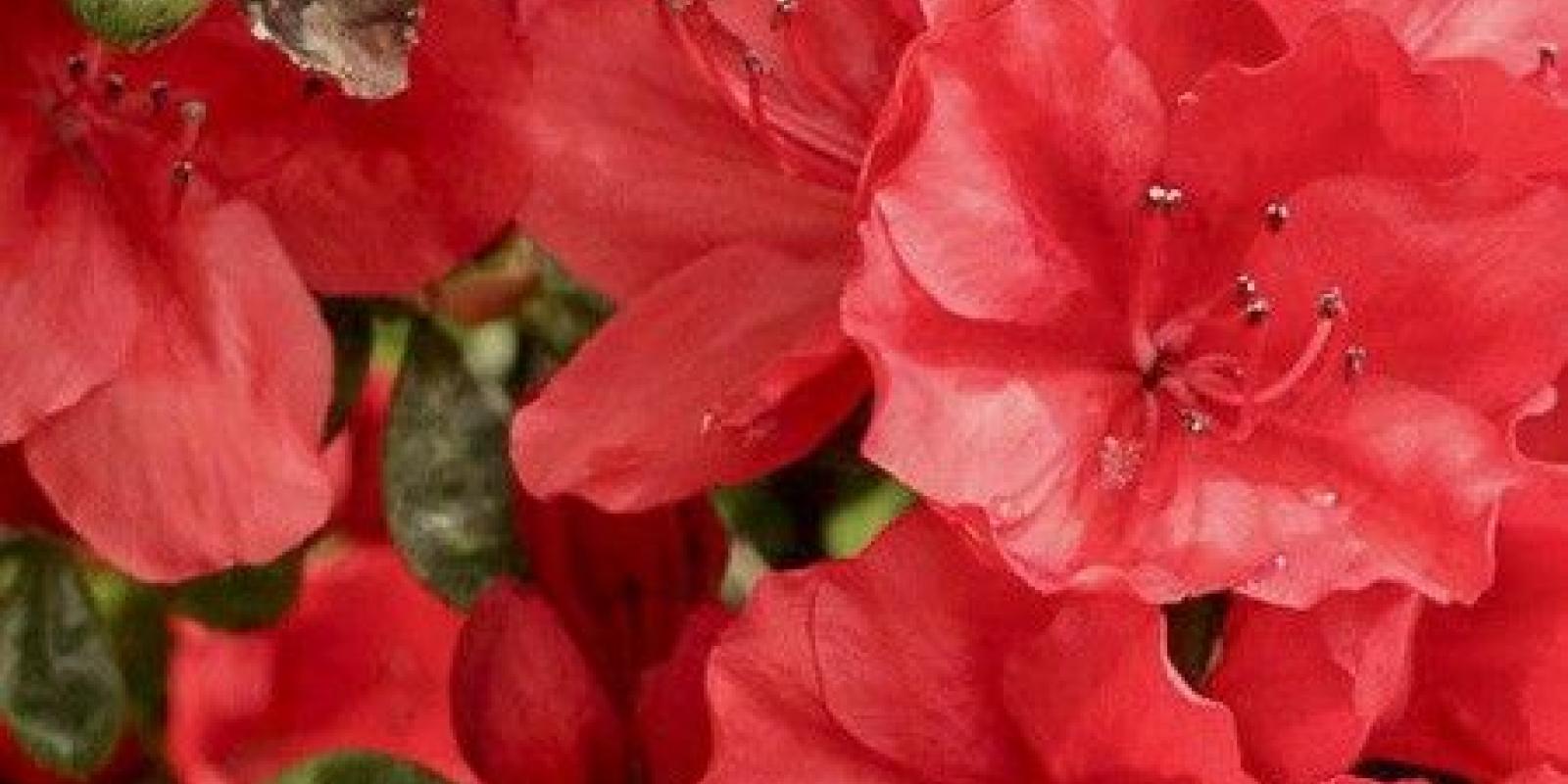 Plante : AZJABLPI