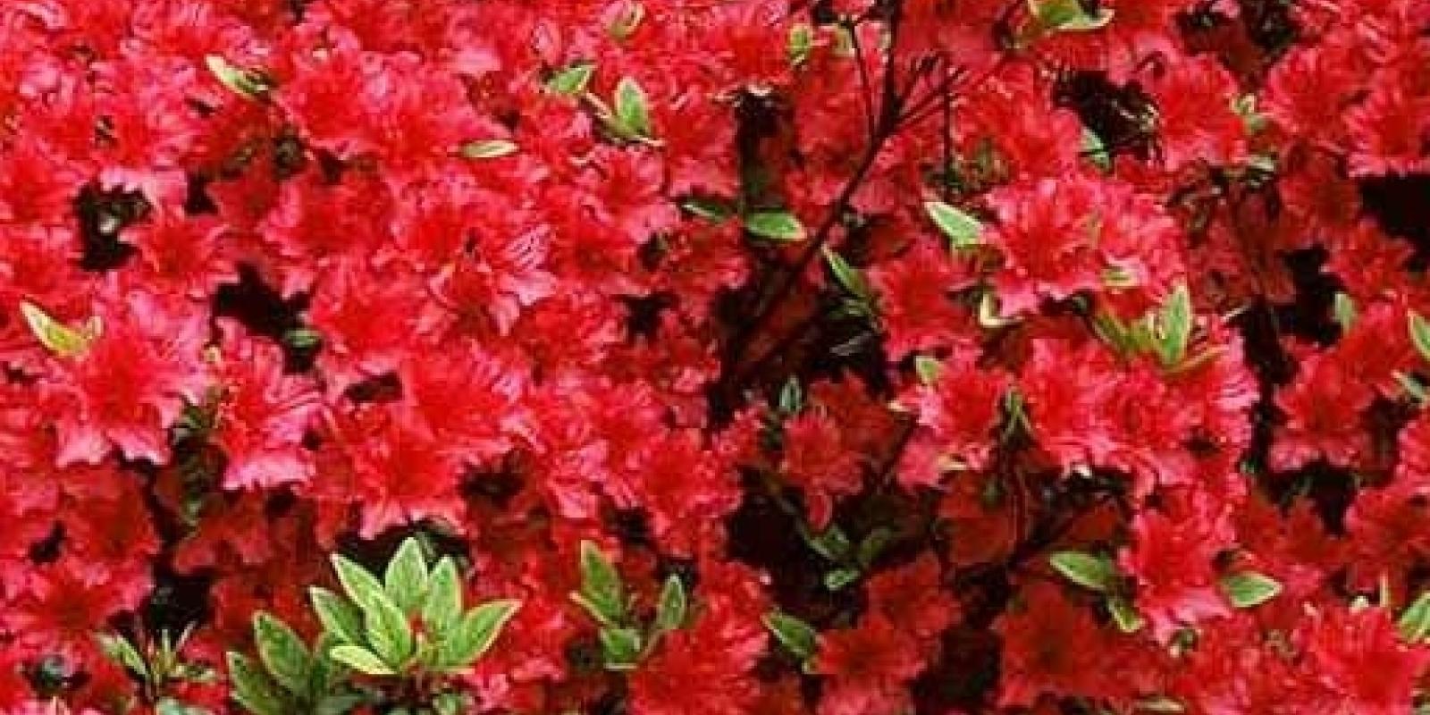 Plante : AZJARO