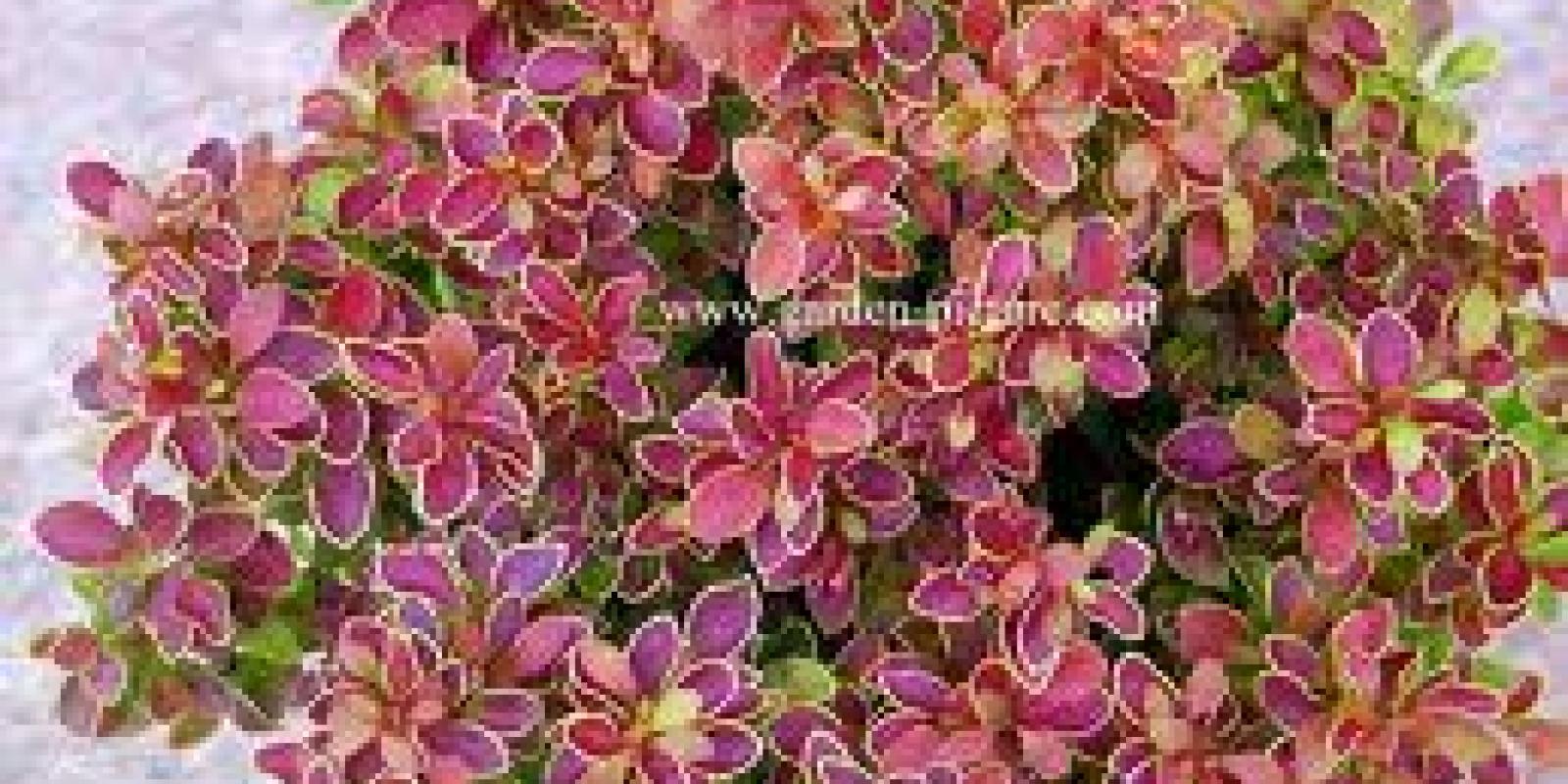 Plante : BEAD