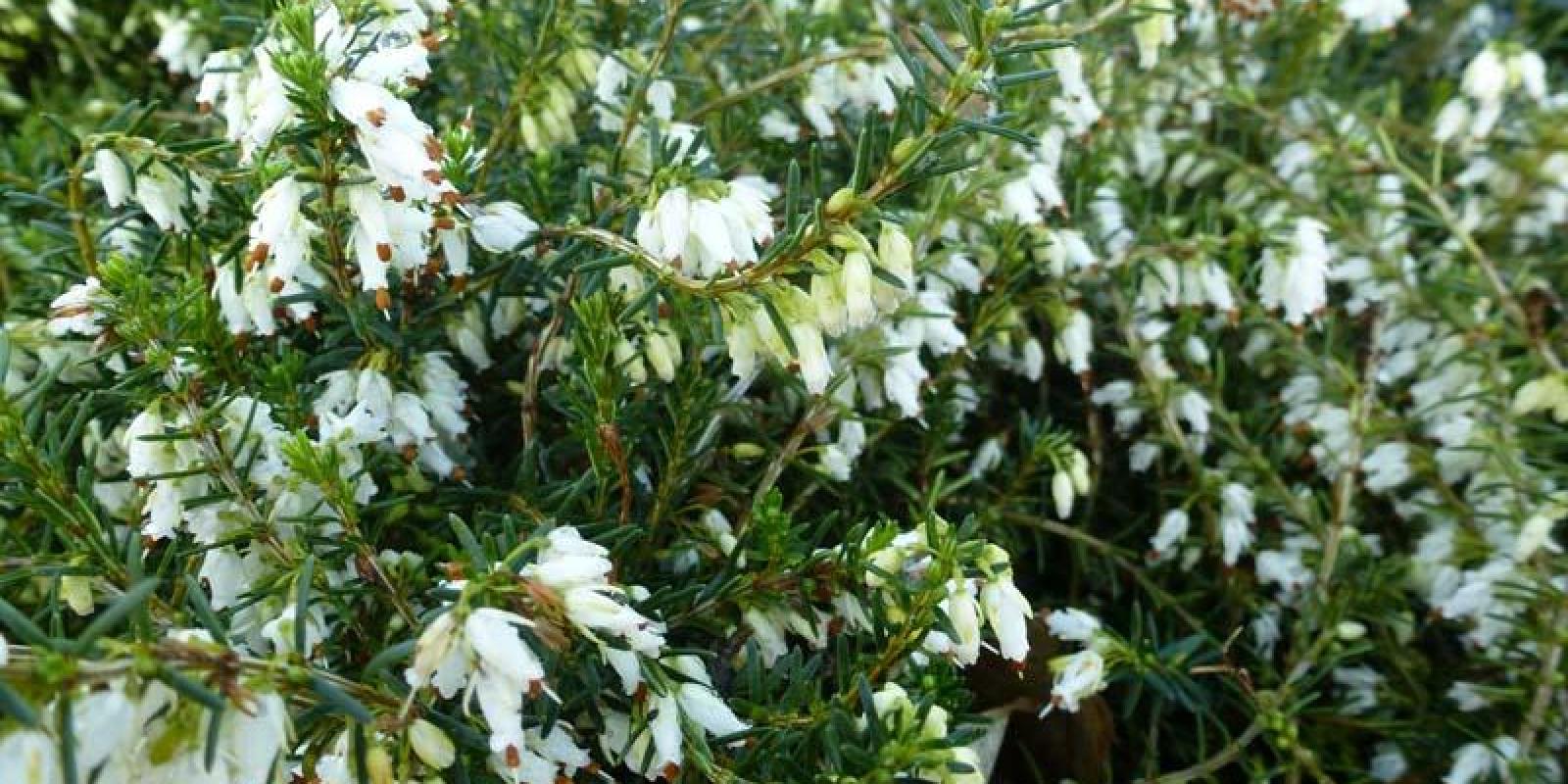 Plante : BRERCAWH