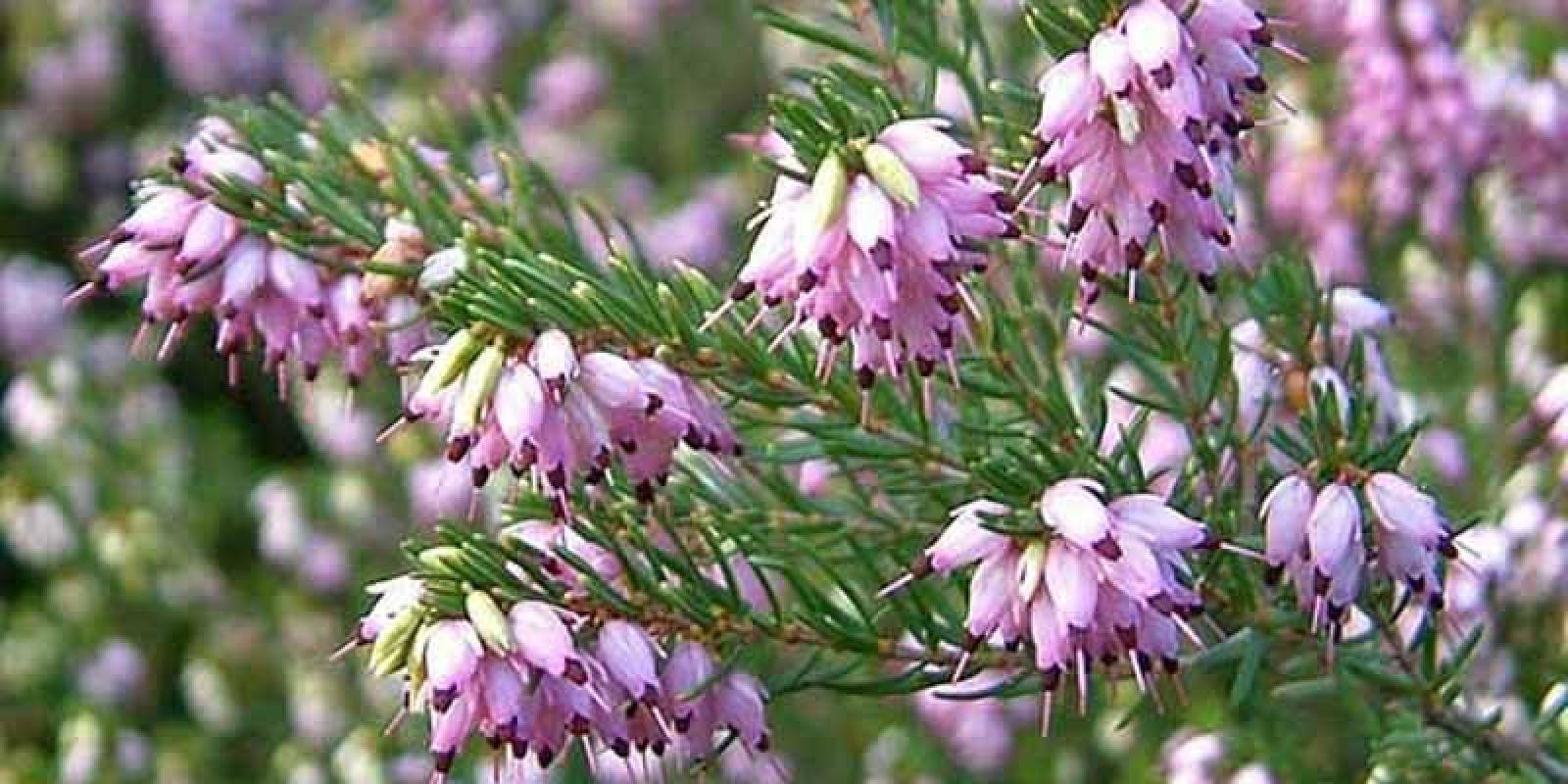 Plante : BRERDAGHHI
