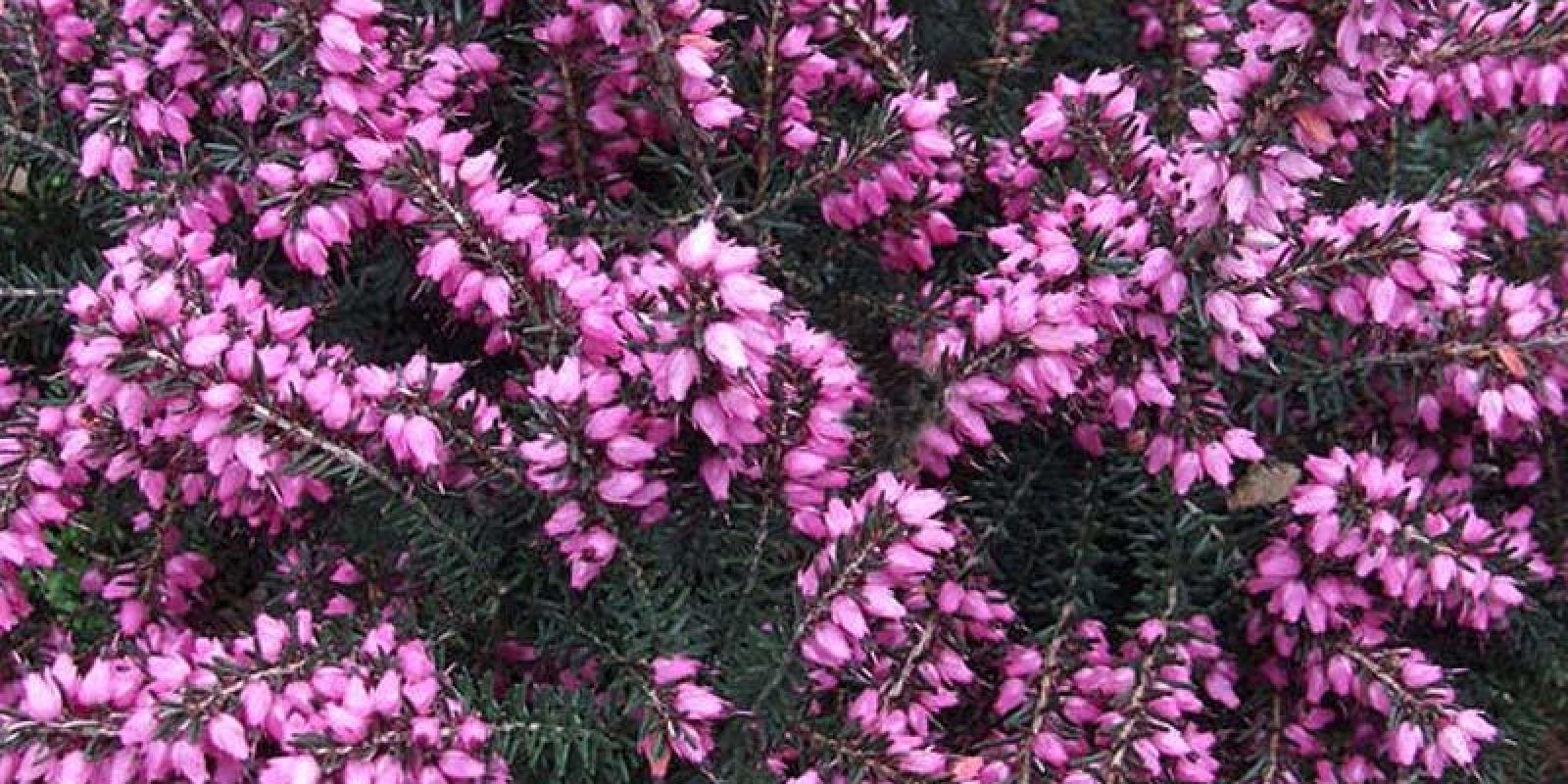Plante : BRERDAKRRO