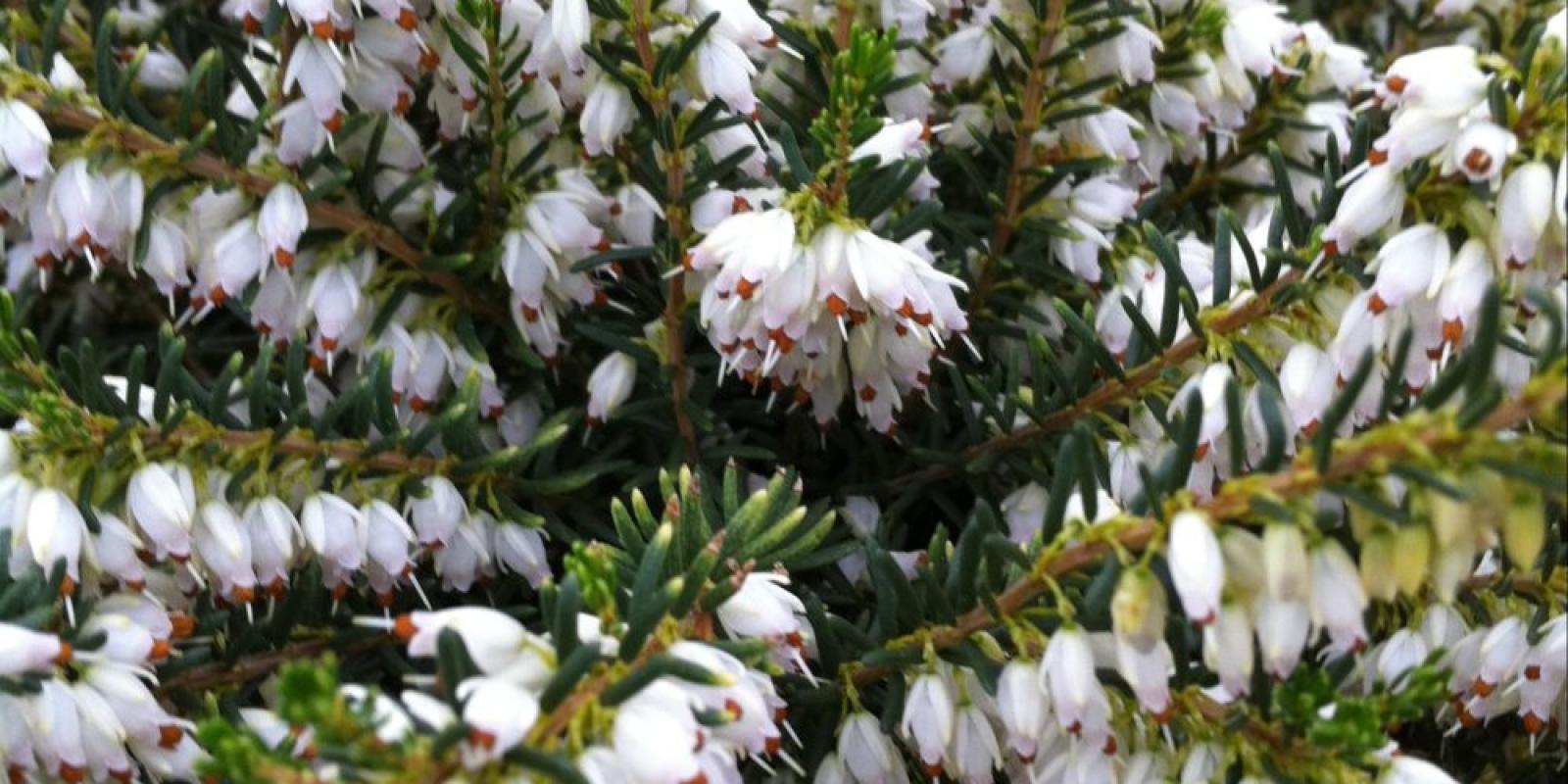 Plante : BRERDASI