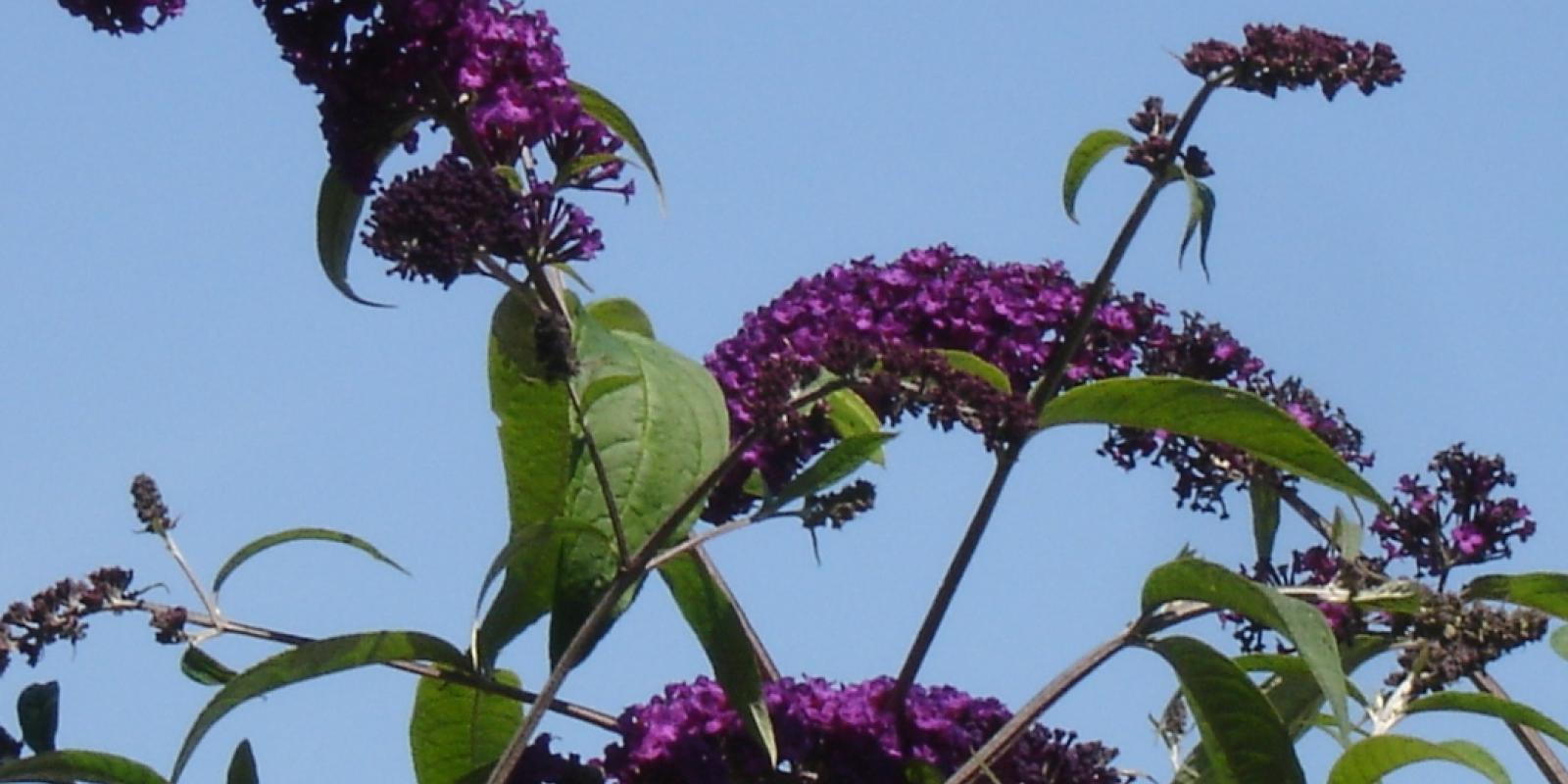 Plante : BUDAEMBL