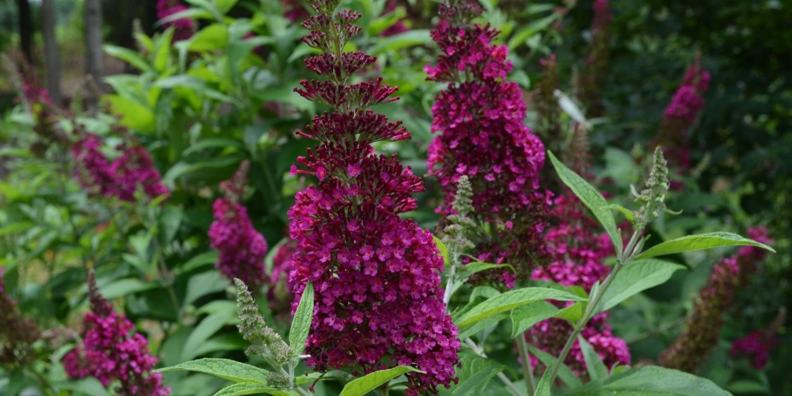Plante : BUDAFUFU