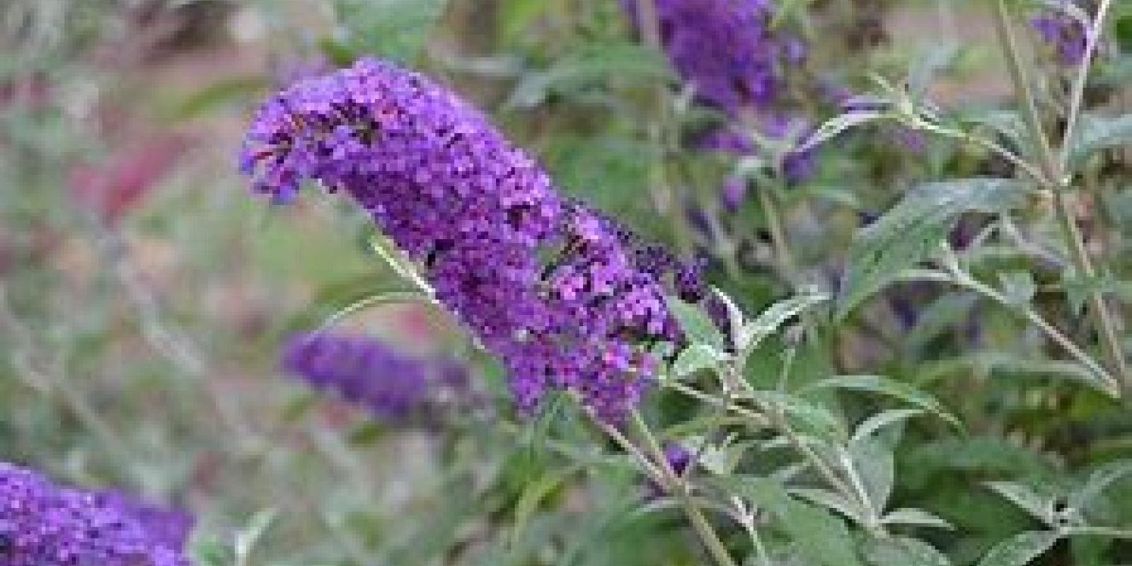 Plante : BUDAPSSK
