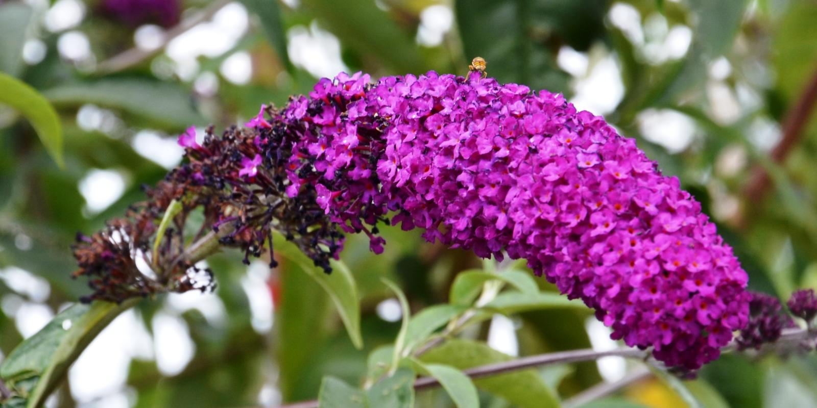Plante : BUDARORE