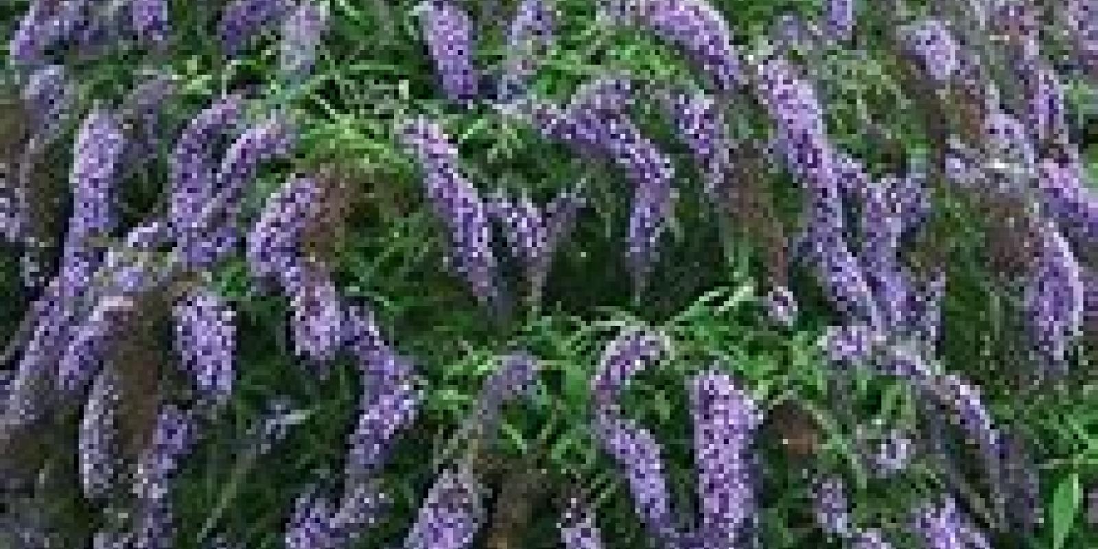 Plante : BUDAWILA