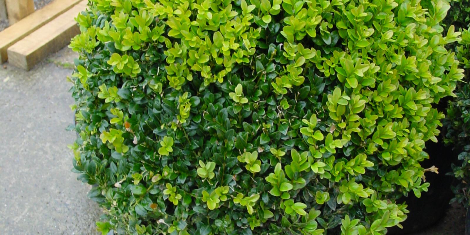Plante : BUSEBO