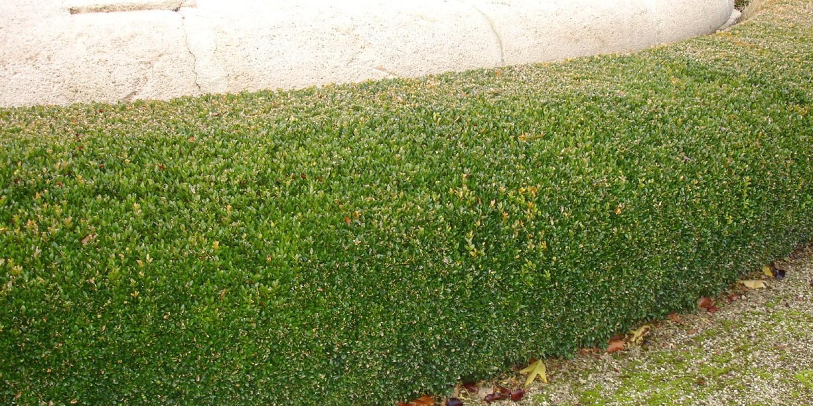 Plante : BUSEPF