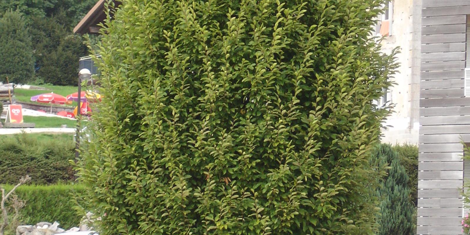 Plante : CABEFA