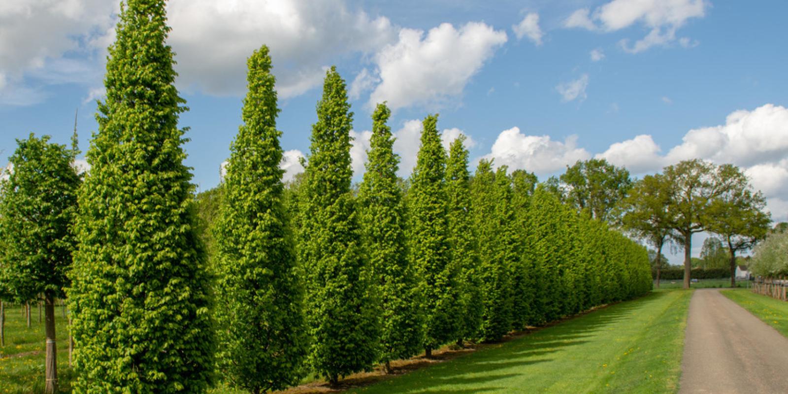 Plante : CABEFRFO