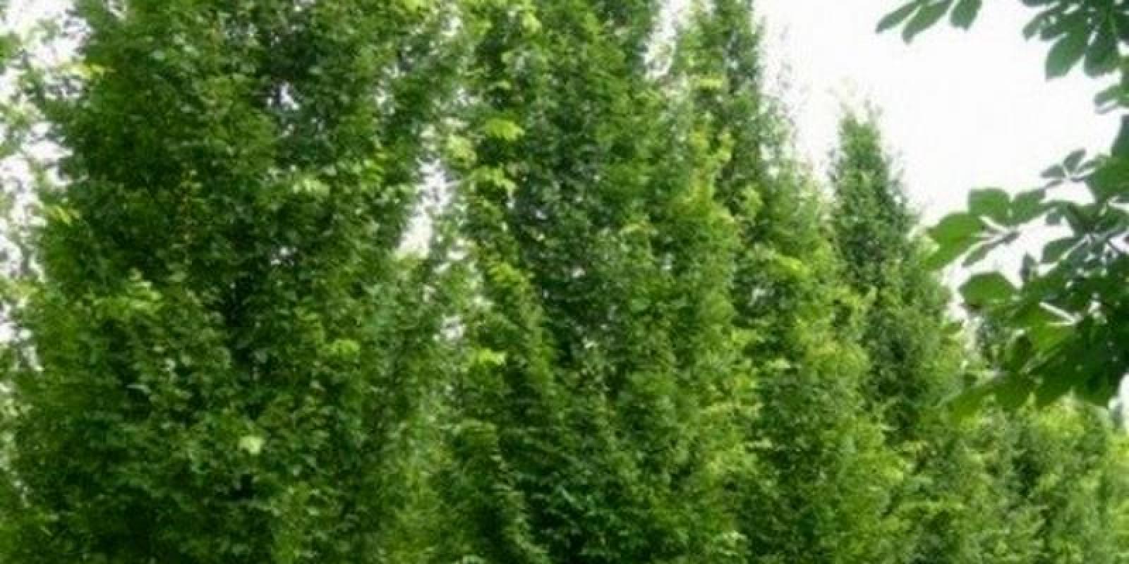 Plante : CABELU
