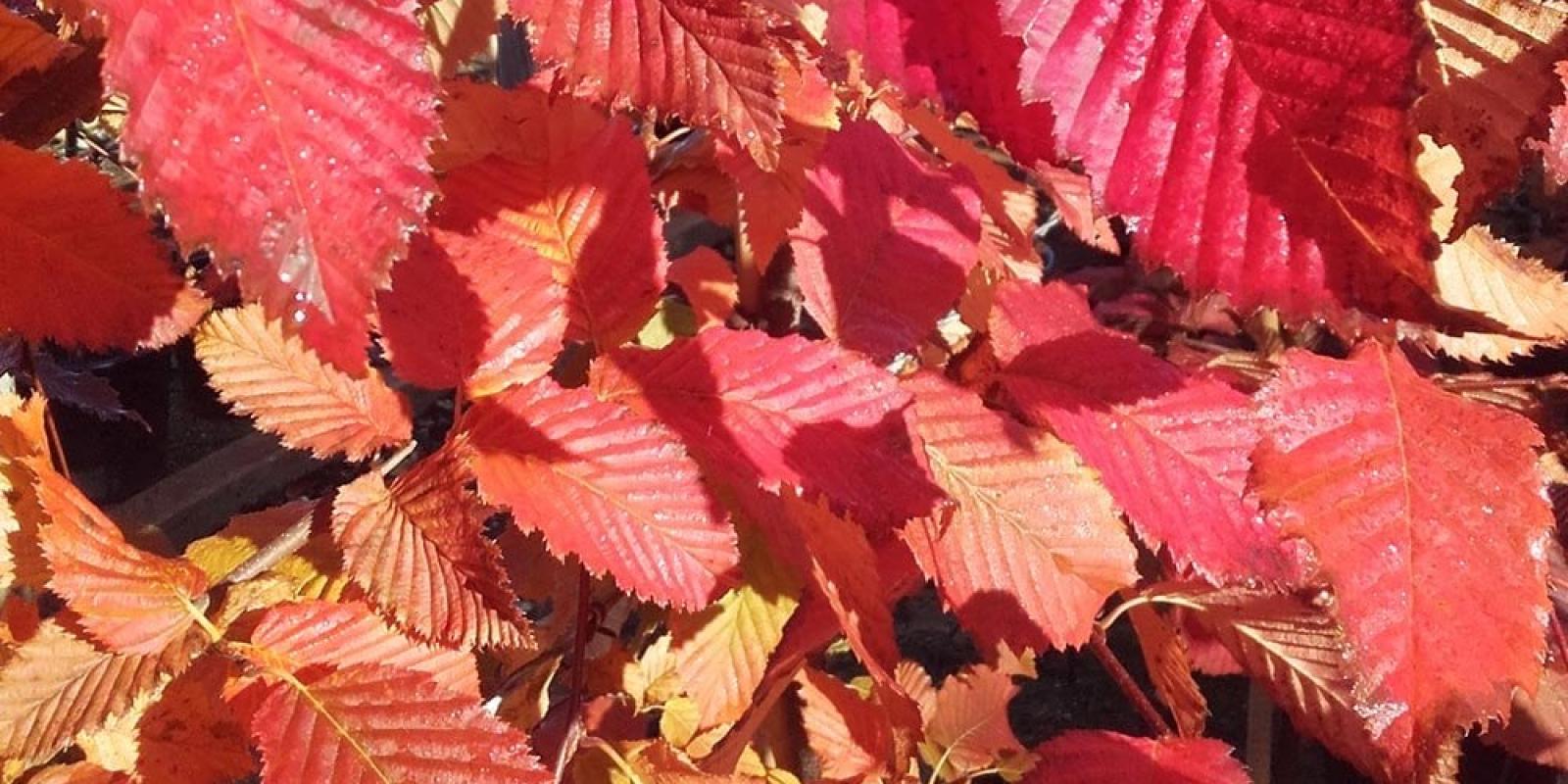 Plante : CABERORE