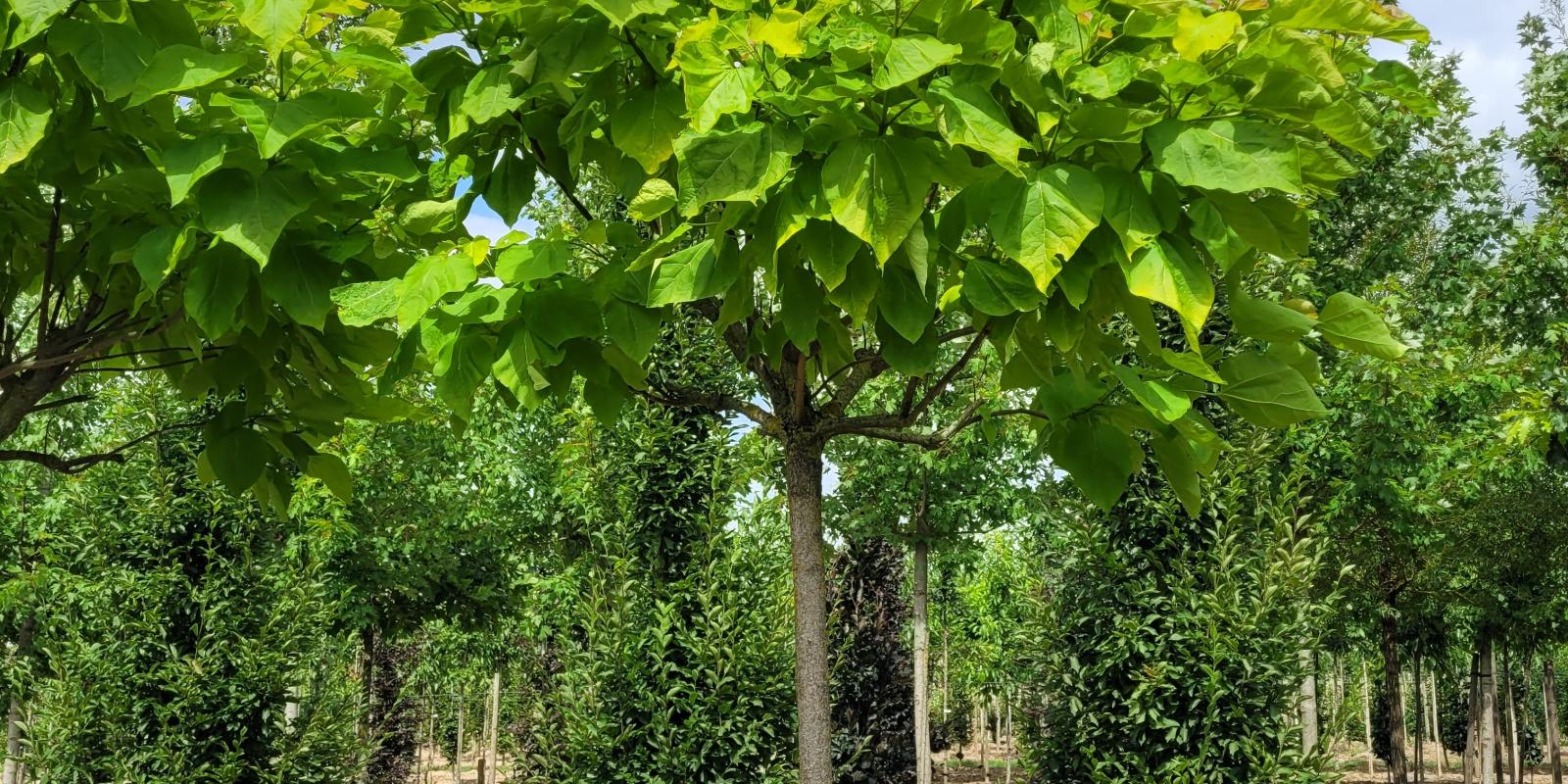 Plante : CABIAU