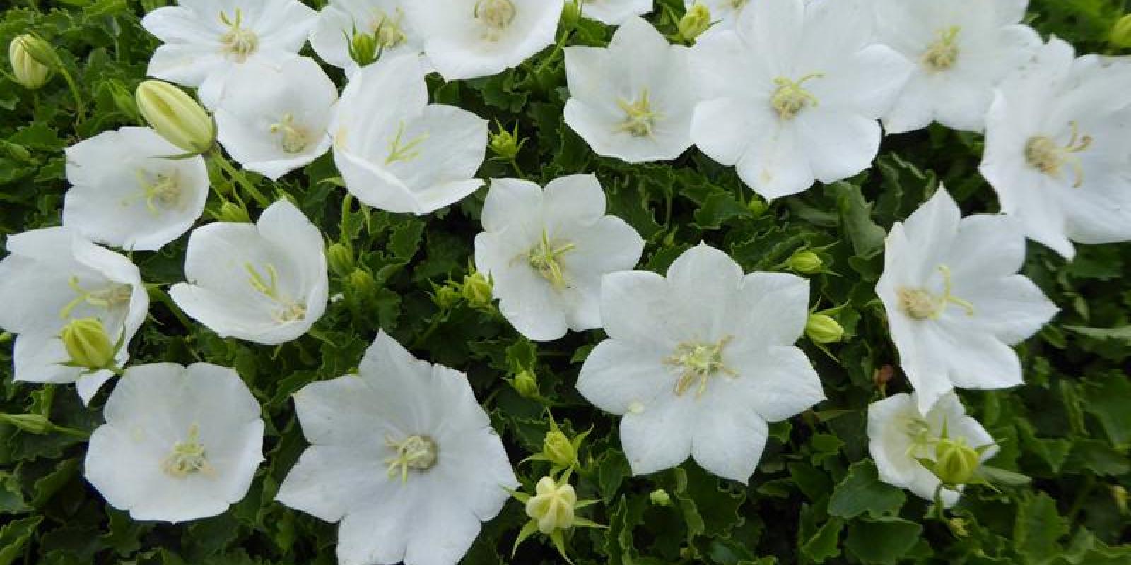 Plante : CACAAL