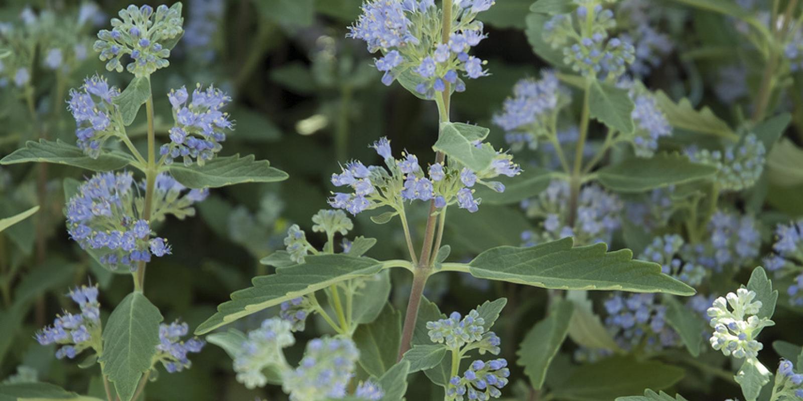 Plante : CACLHEBL