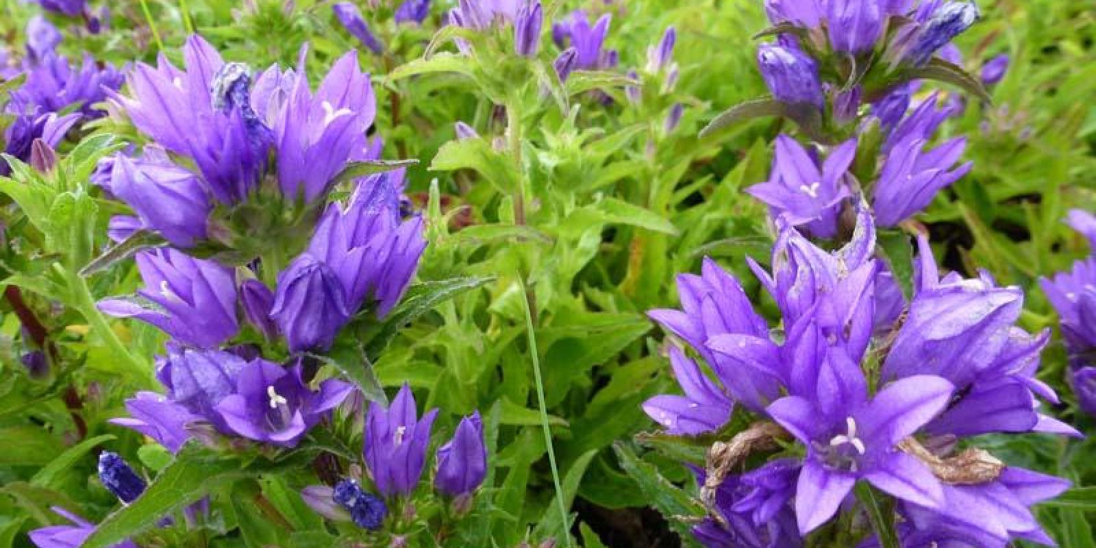 Plante : CAGLAC