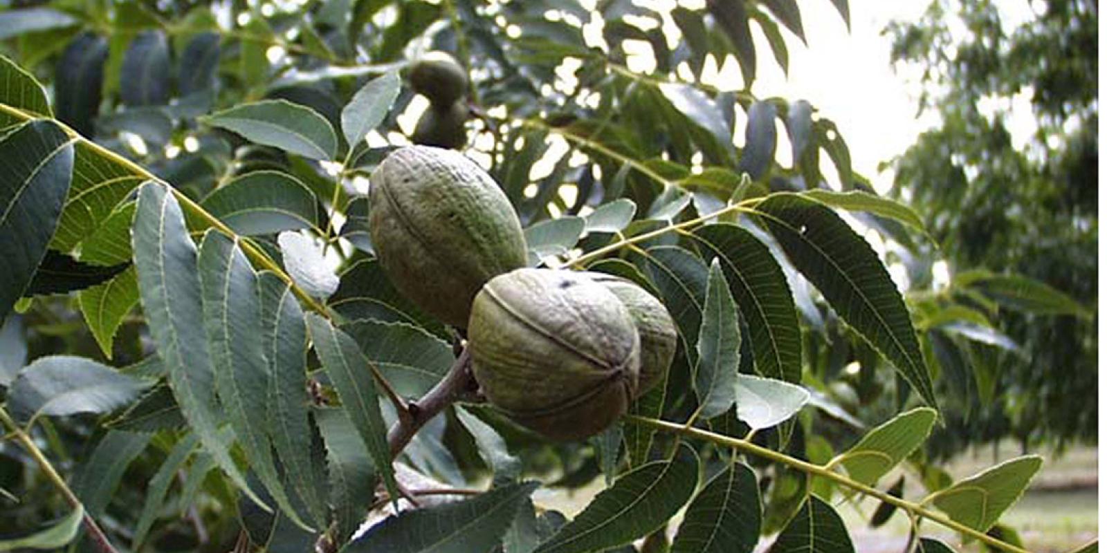 Plante : CAIL