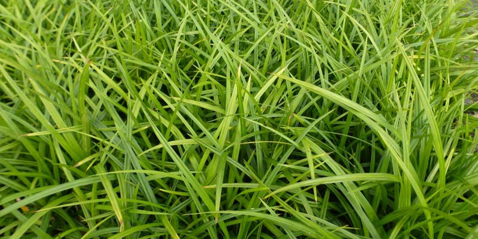 Plante : CAMO