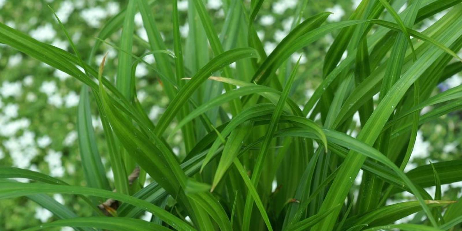 Plante : CAMOIRGR