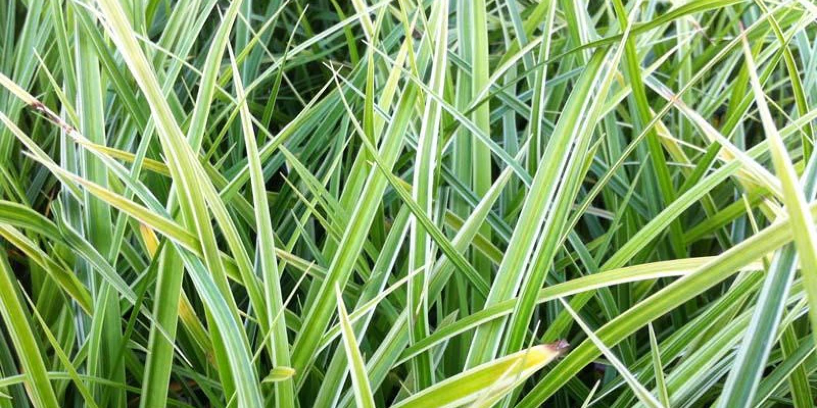 Plante : CAMOVA