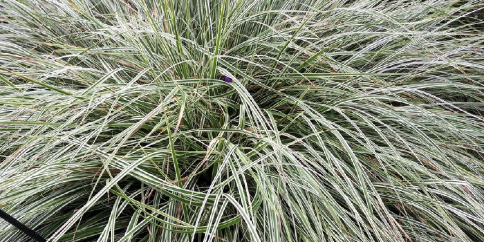 Plante : CAOSEV