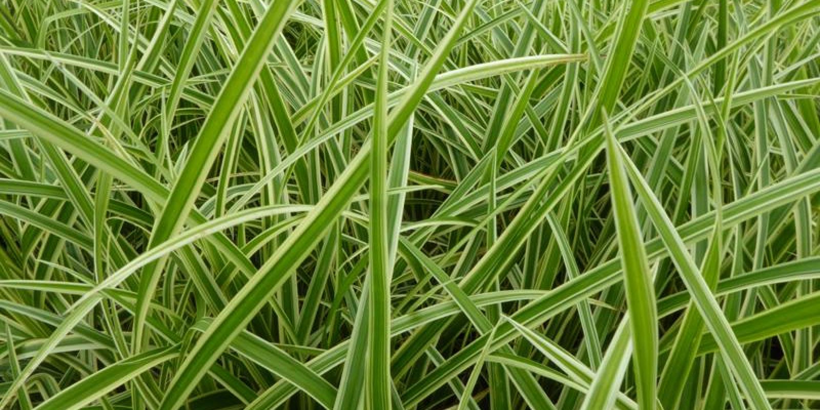 Plante : CAOSEVGO