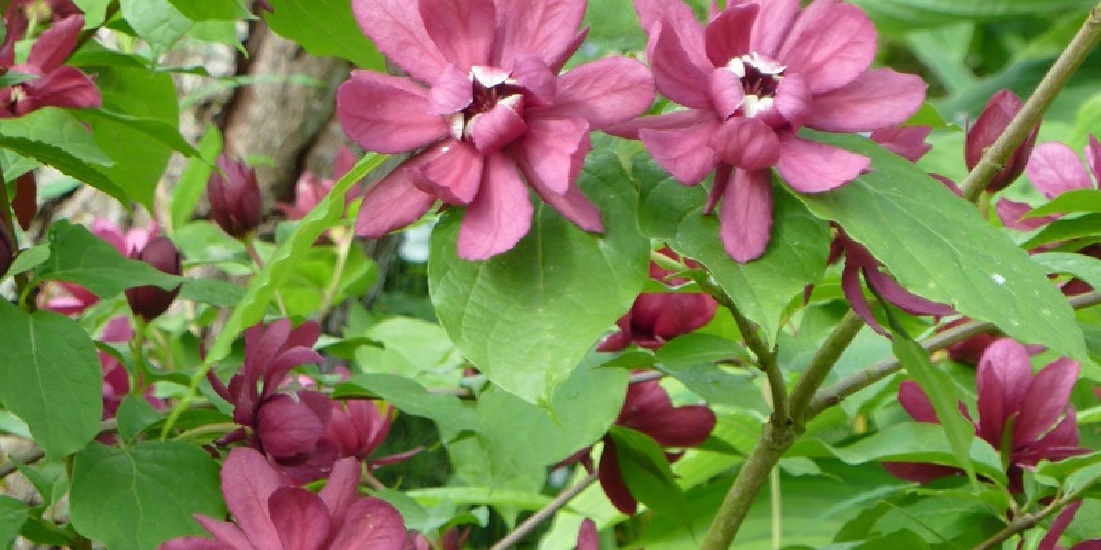 Plante : CARAHAWI