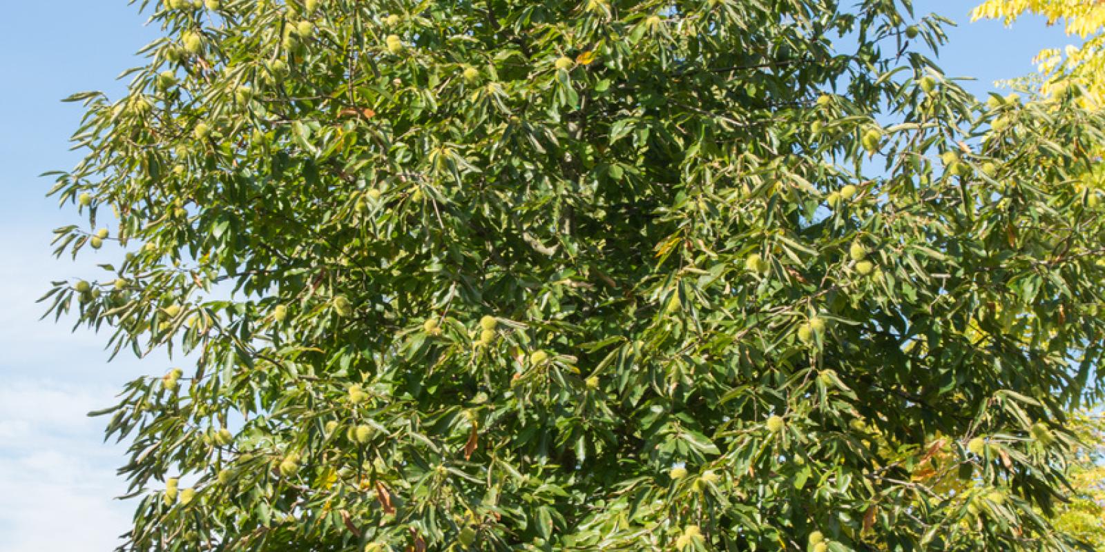 Plante : CASA