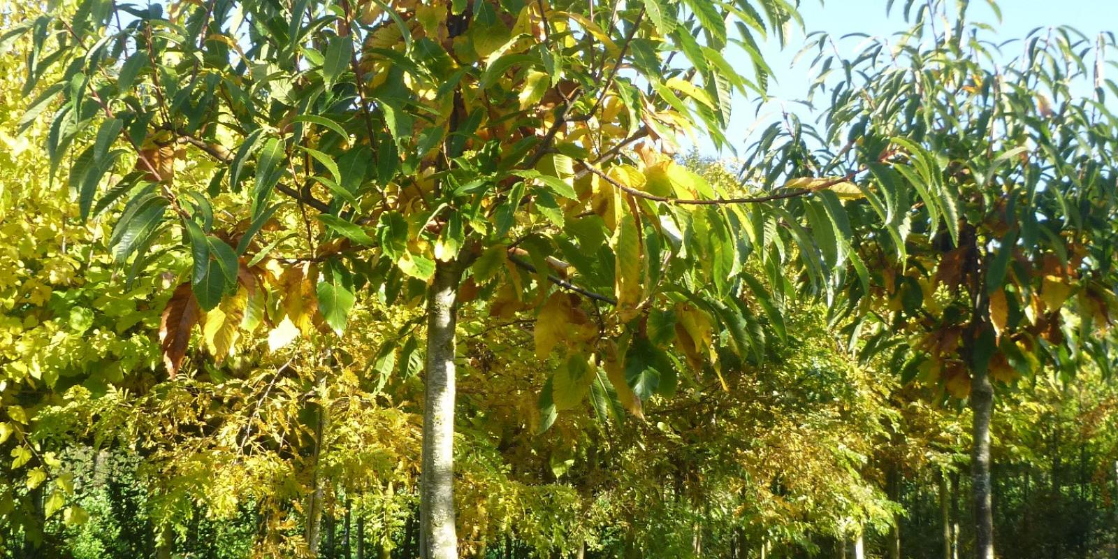 Plante : CASALY