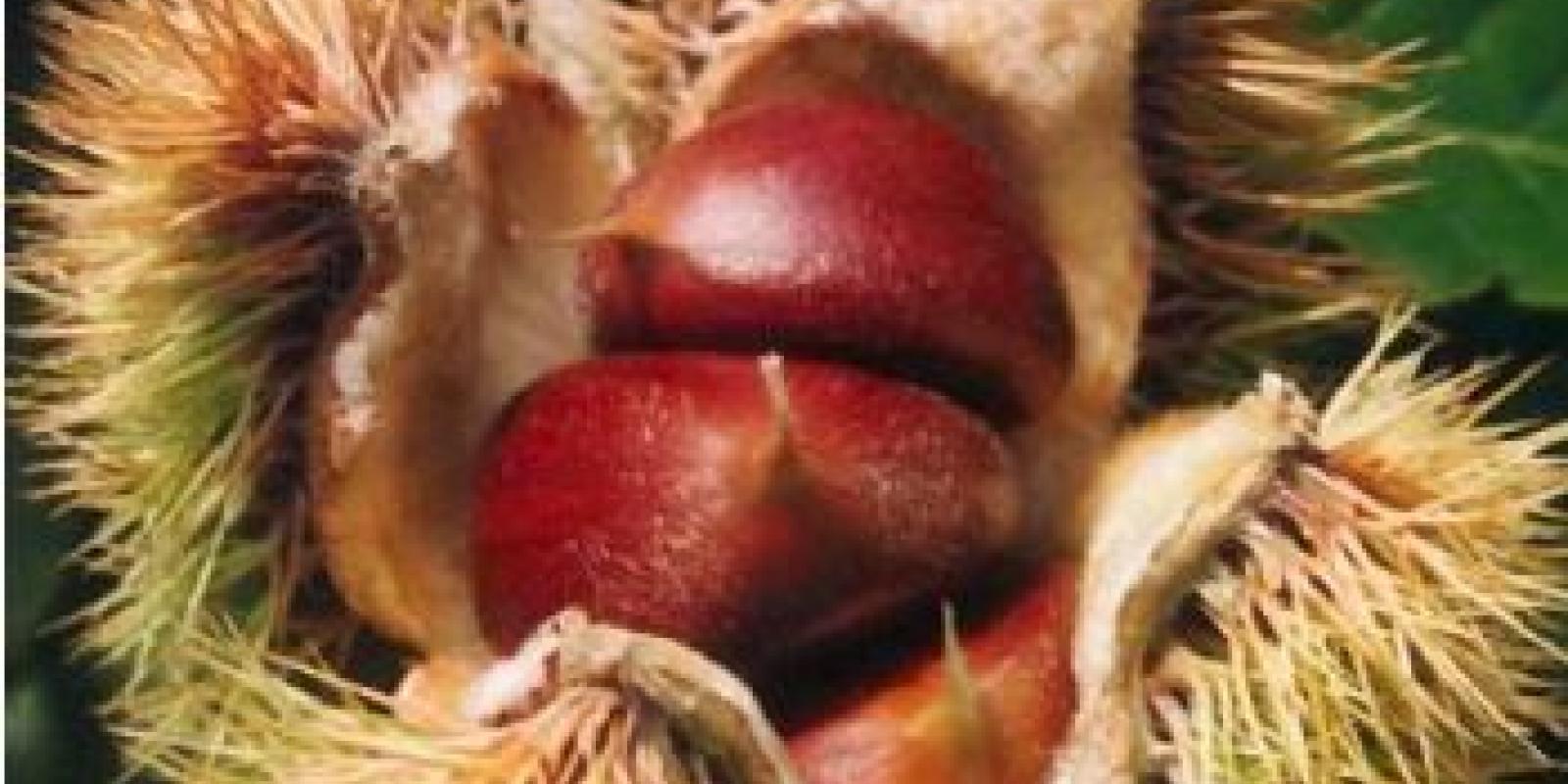 Plante : CASAPF