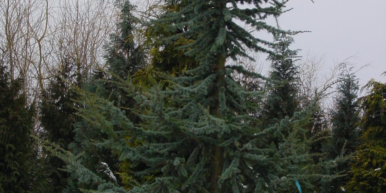 Plante : CEATGL