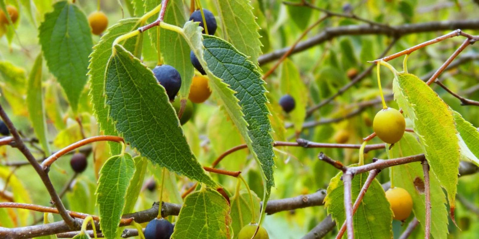 Plante : CEAU
