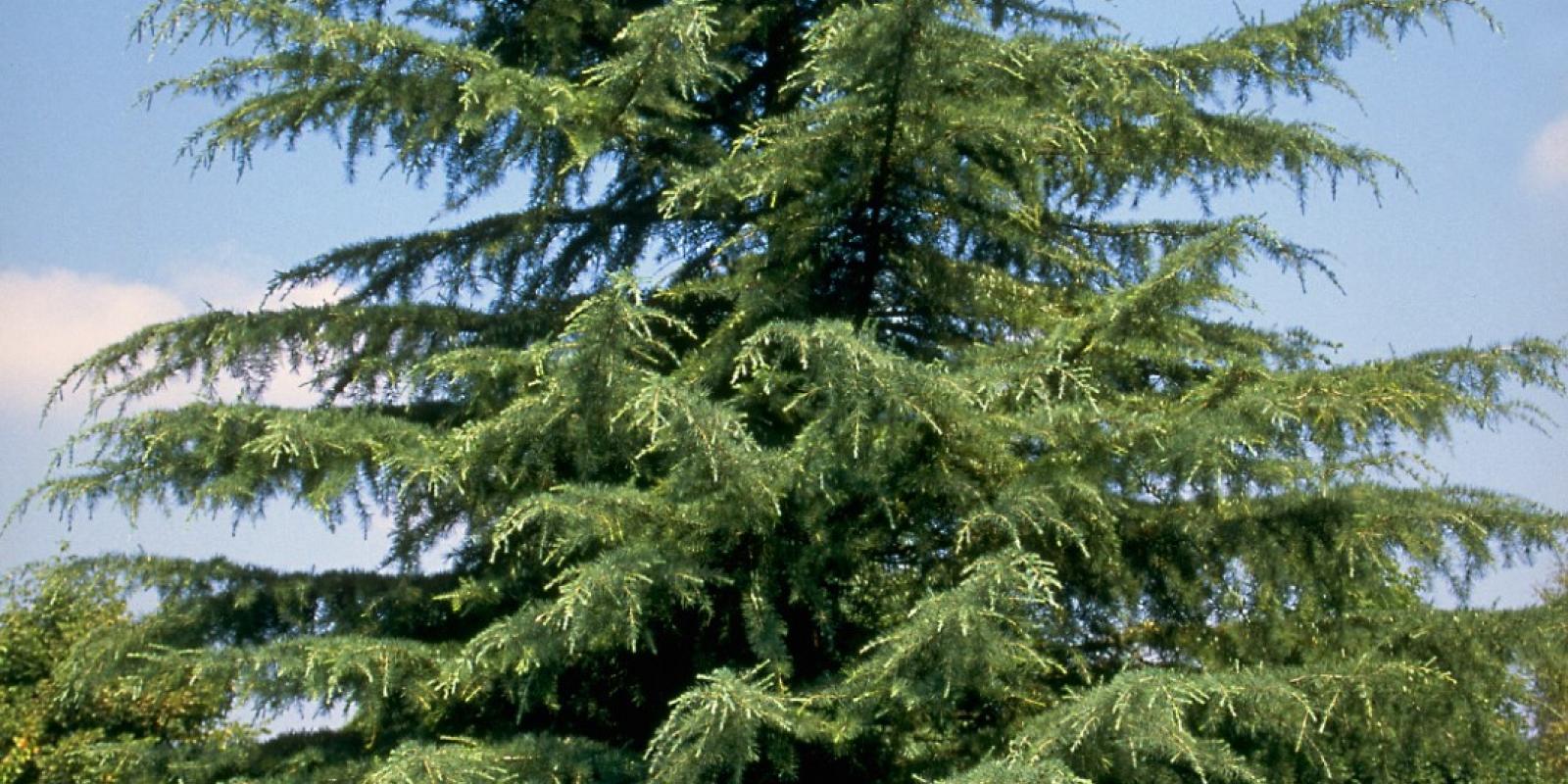 Plante : CEDE