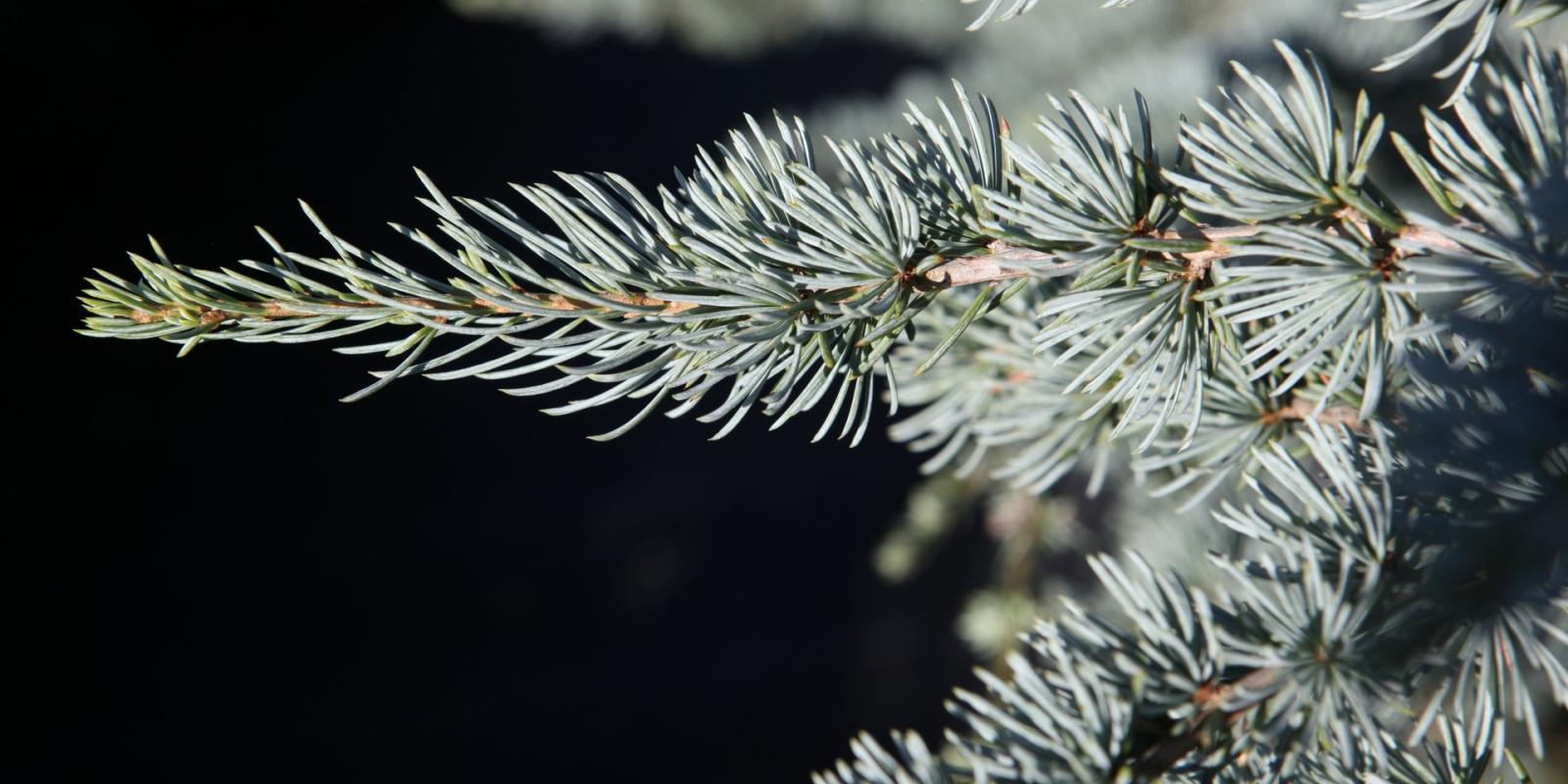 Plante : CELIGL