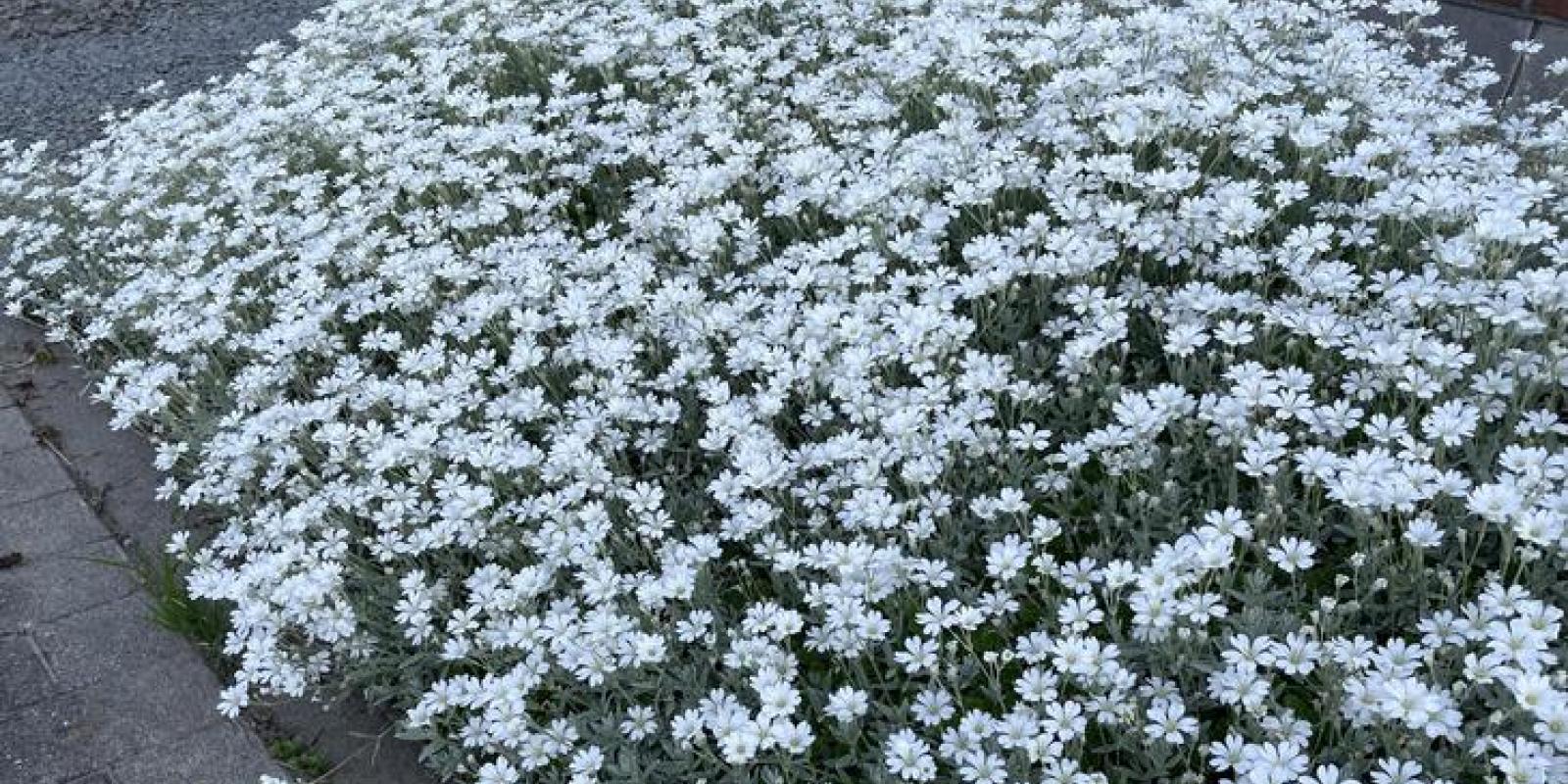 Plante : CETOYO