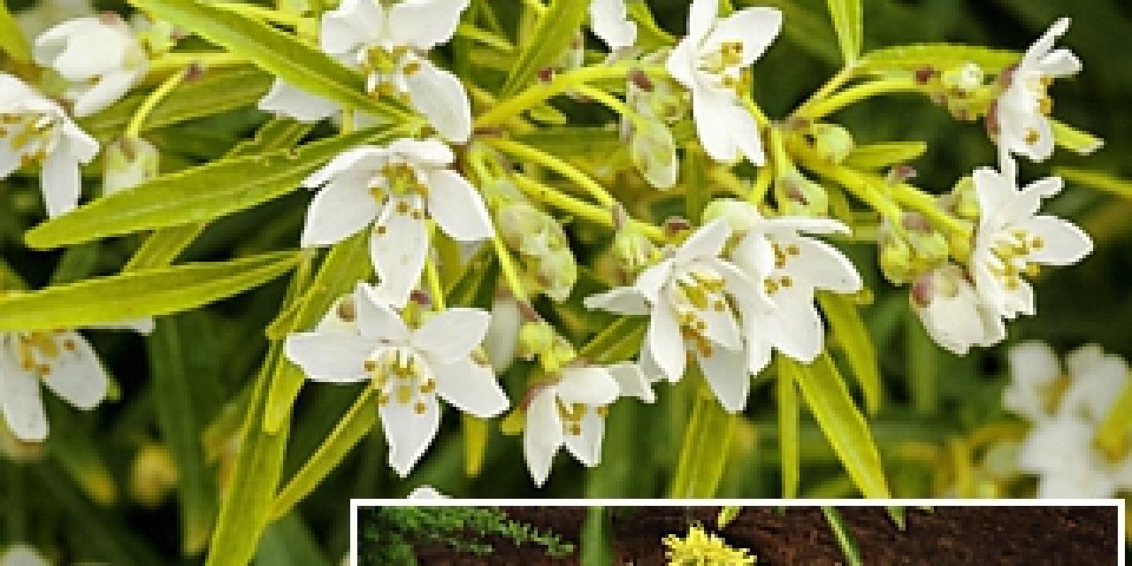 Plante : CHAZGO