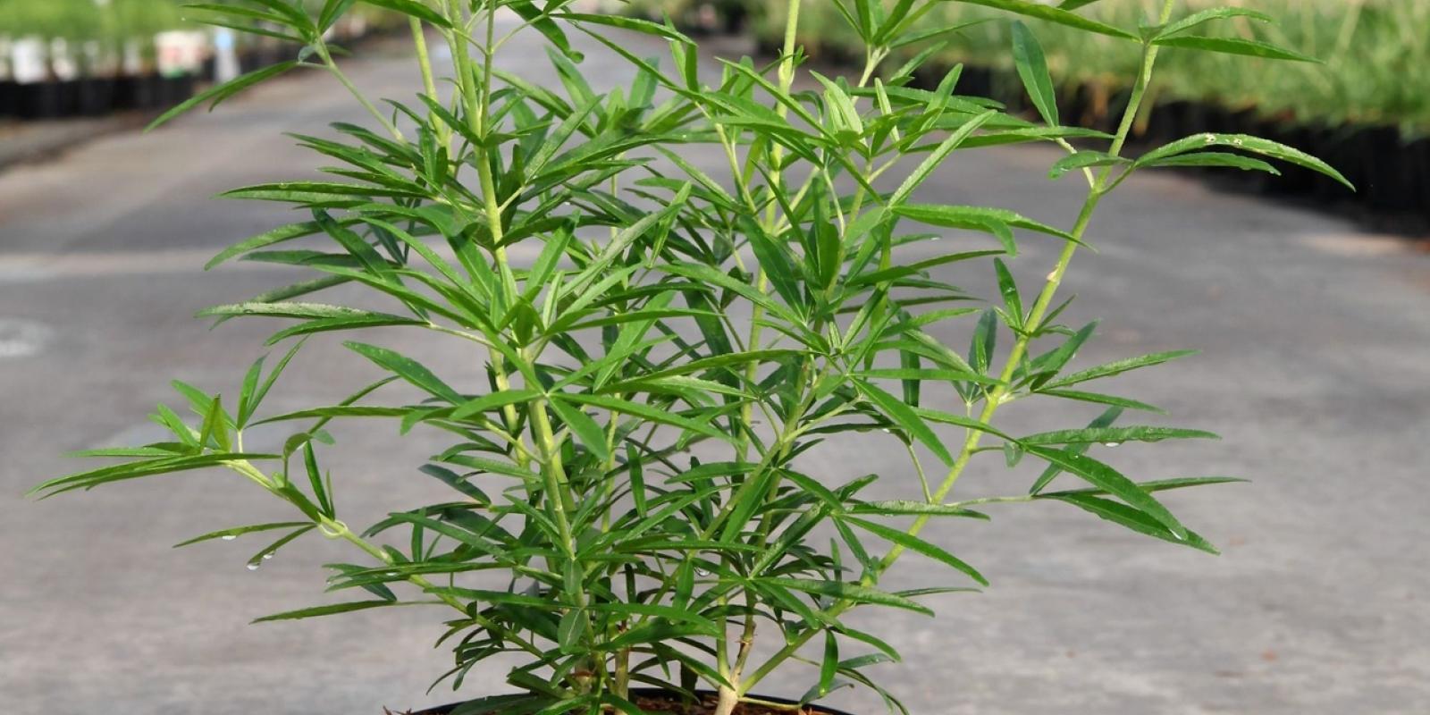 Plante : CHAZPE