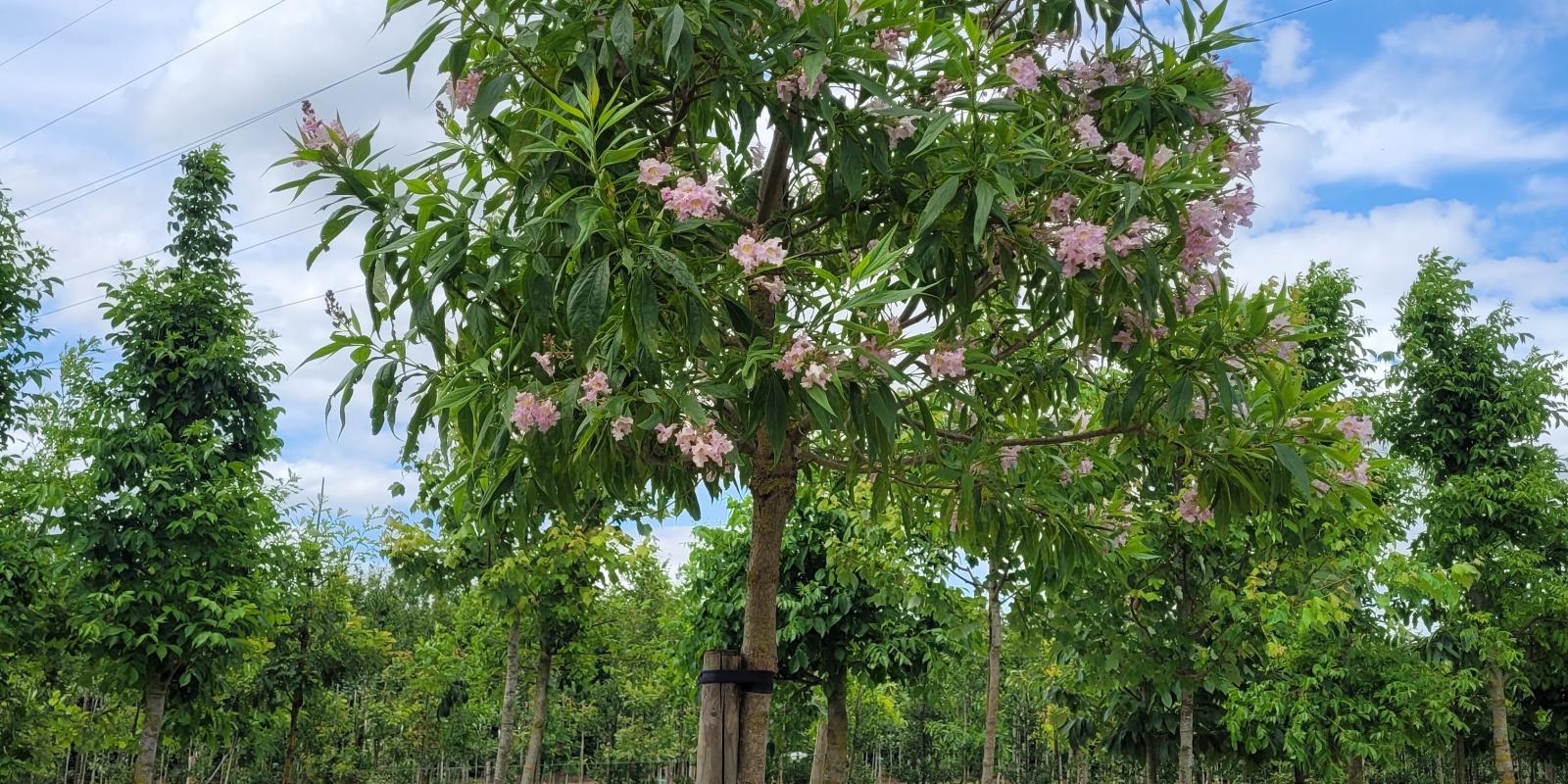 Plante : CHTA