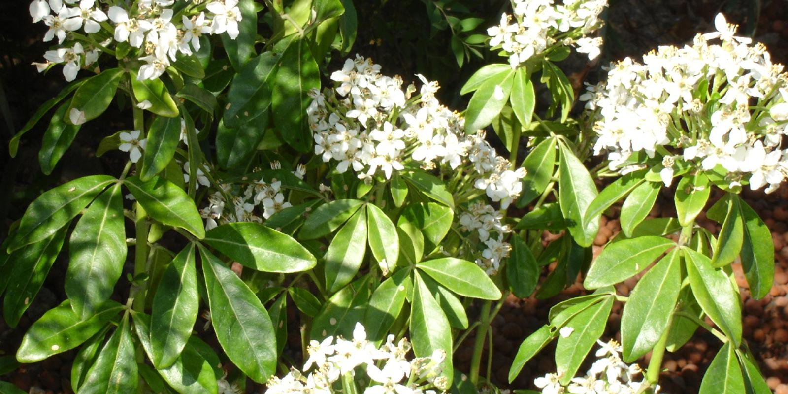 Plante : CHTE