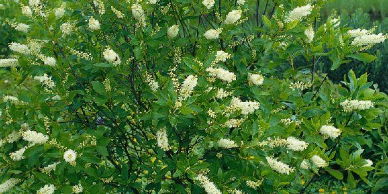 Plante : CLAL
