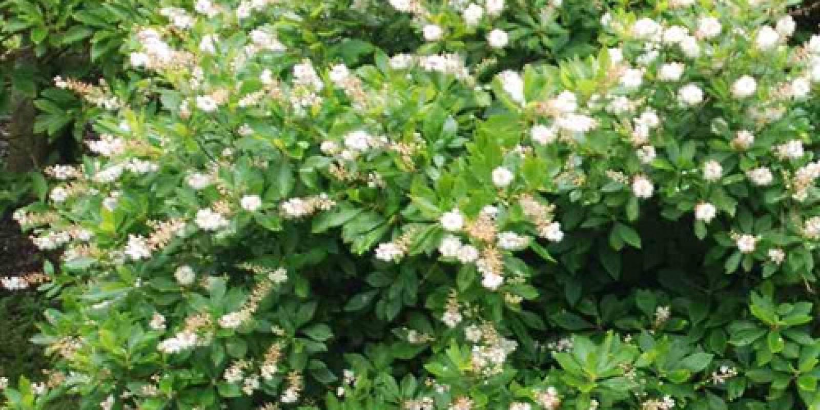 Plante : CLALANBI