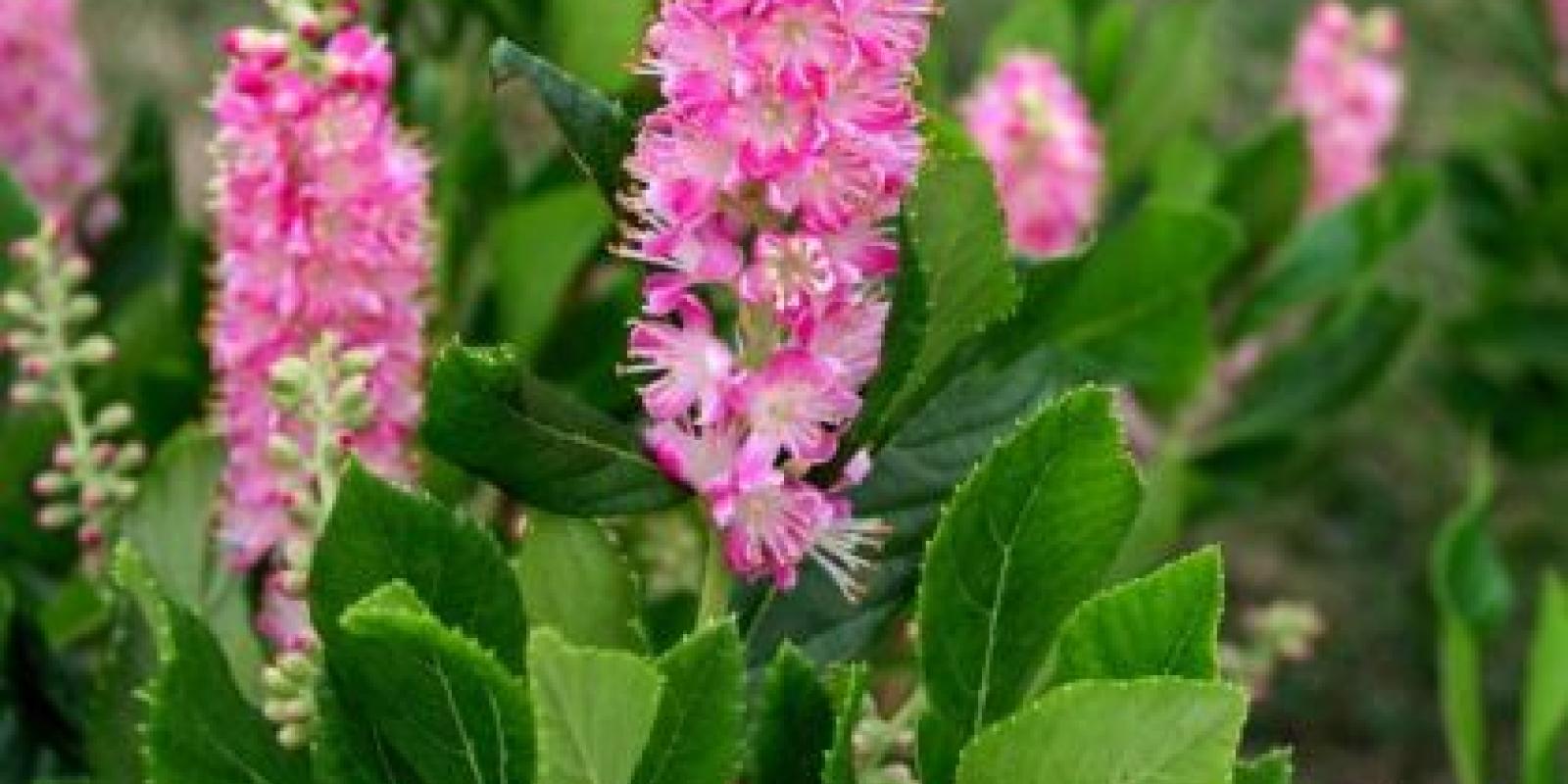 Plante : CLALPISP