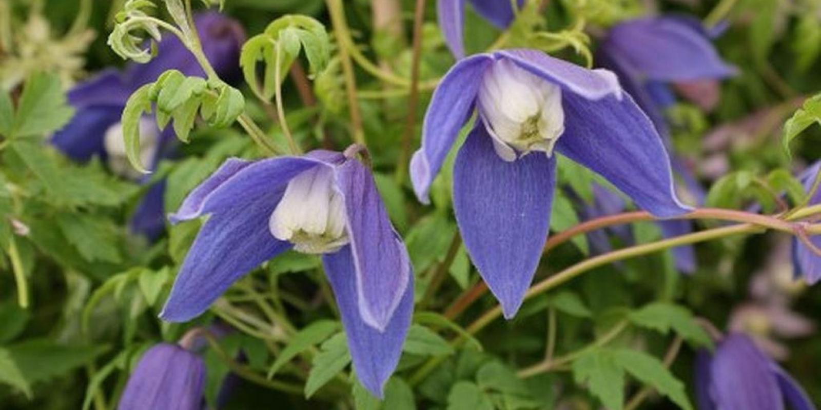 Plante : CLALRU